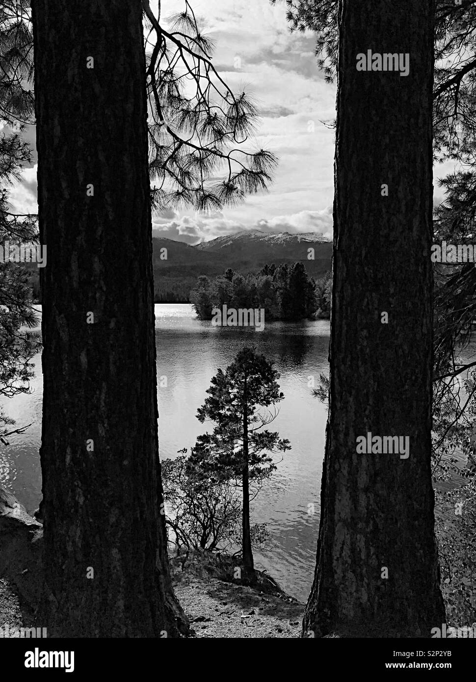 Lago e montagna vista attraverso gli alberi di pino, in bianco e nero - Immagine stock catturata con smartphone