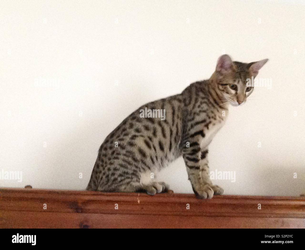 Gattino di Savannah - Immagine stock catturata con smartphone