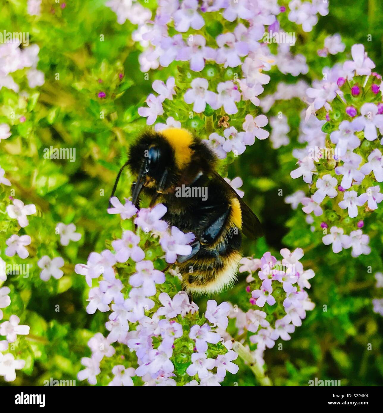 Bumblebee su erba di timo in un giardino inglese Foto Stock