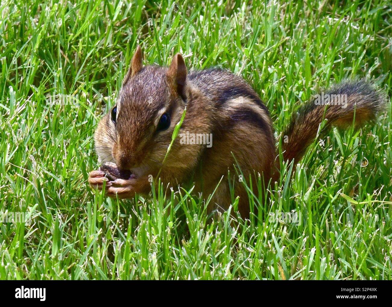 Chubby-cheeked Scoiattolo striado Foto Stock