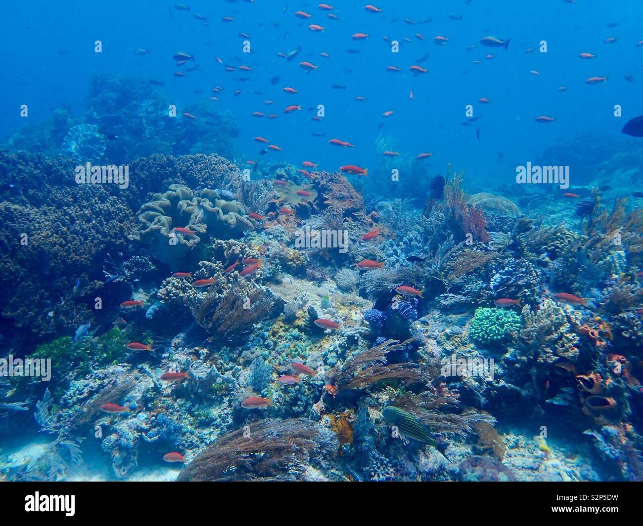 Fondo bikini immagini e fotografie stock ad alta risoluzione - Alamy