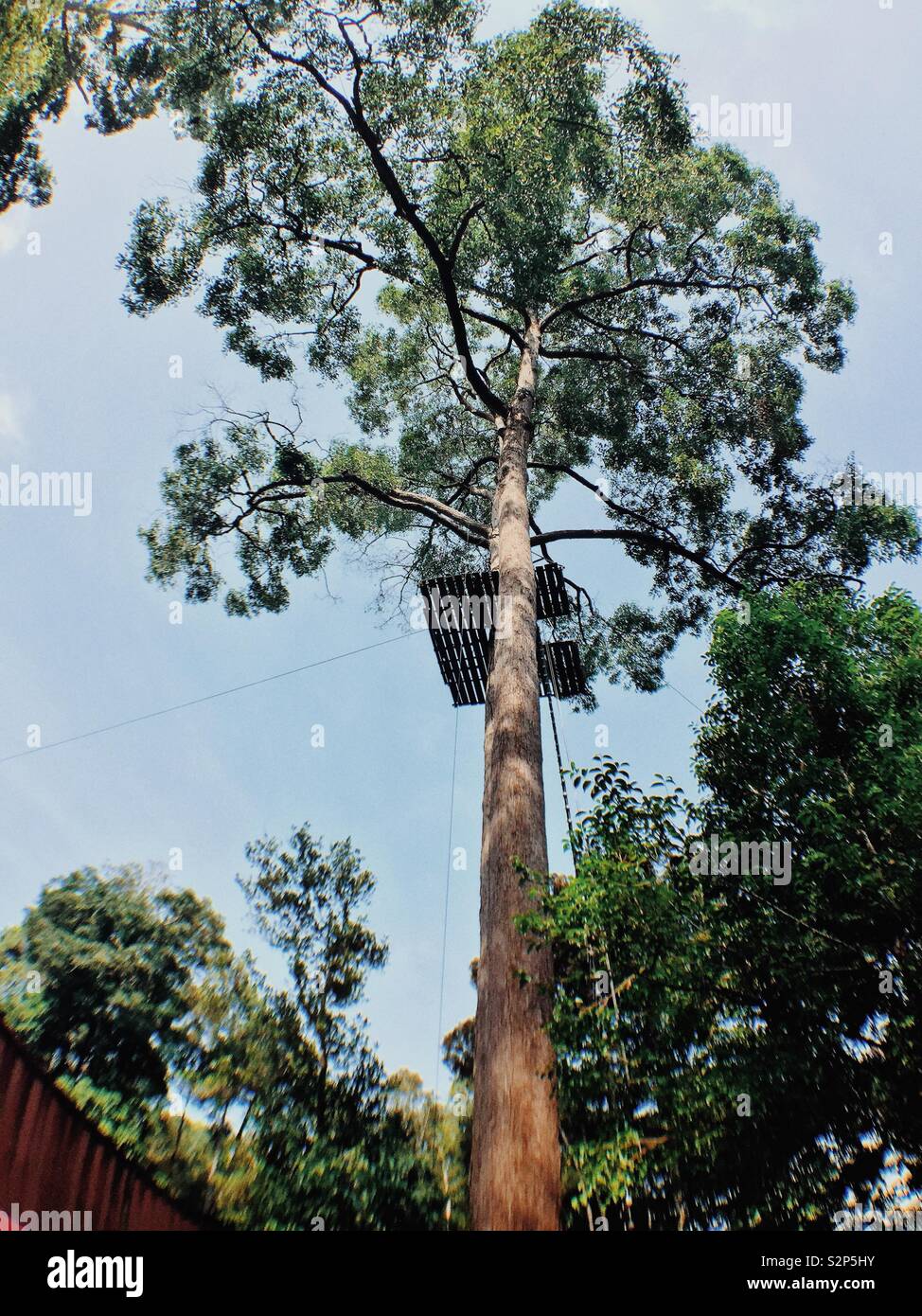 Un albero alto per salire e scivolare su. Foto Stock