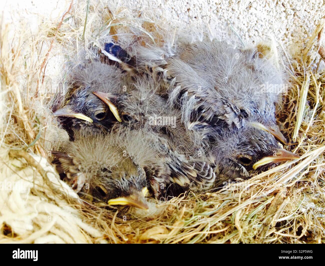 Pied Wagtail (Motacilla alba) Vista del nido con cinque pulcini Foto Stock