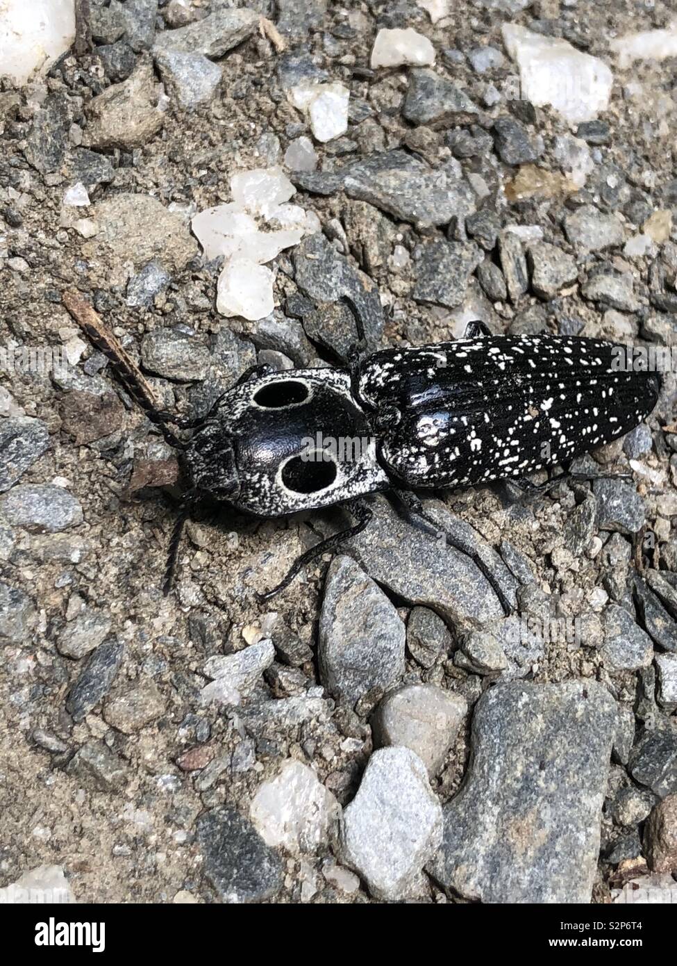 Super Cool bug trovati durante le escursioni intorno al Blue Ridge Parkway Foto Stock