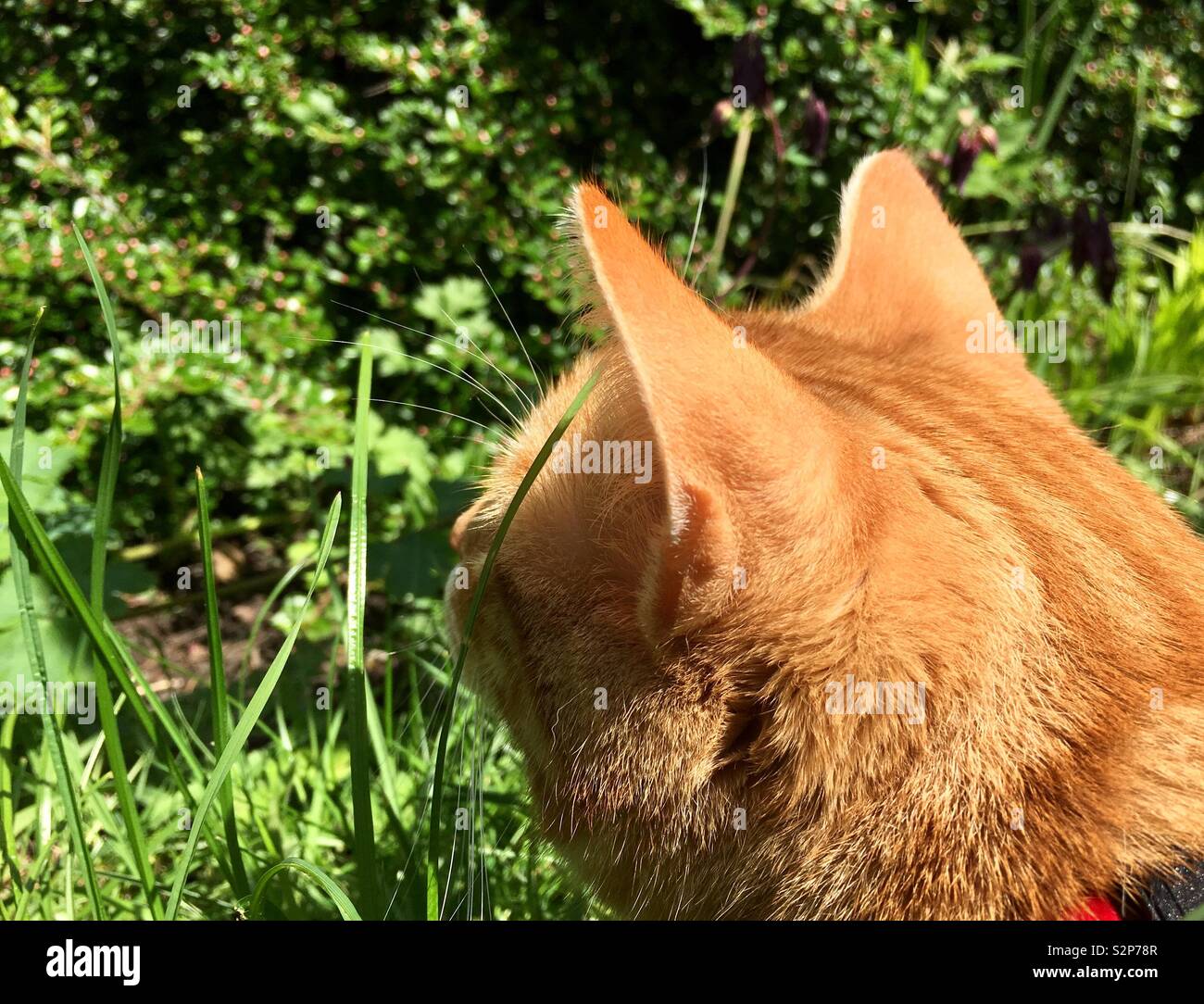 Lo zenzero tabby cat guardando il giardino Foto Stock