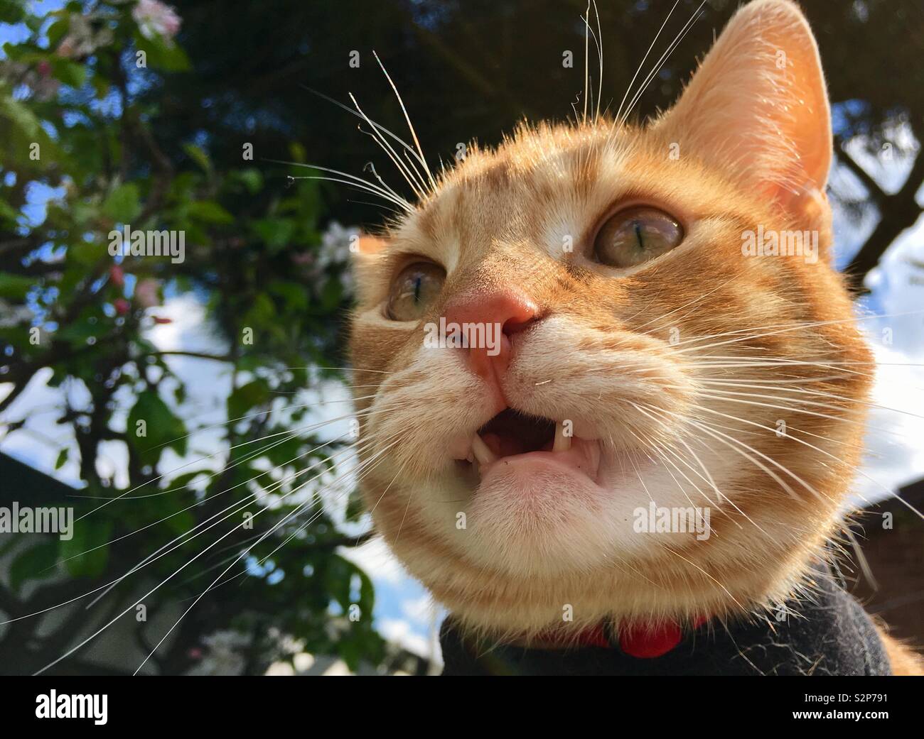 Lo zenzero tabby cat guardando il giardino con una strana espressione facciale Foto Stock