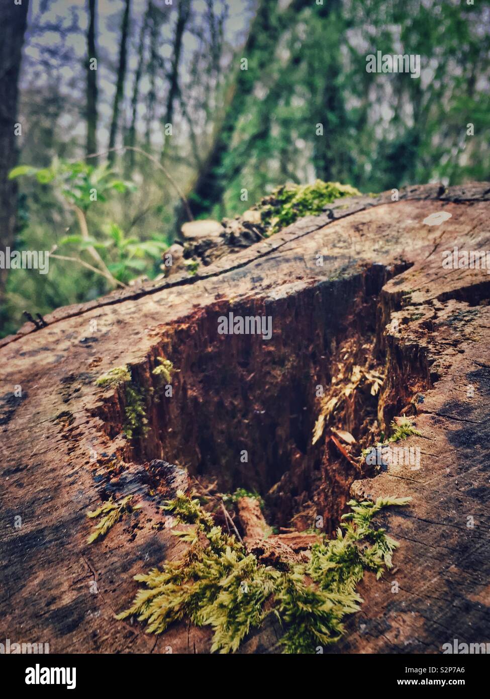 Ceppo di albero nei boschi di West Bromwich Foto Stock