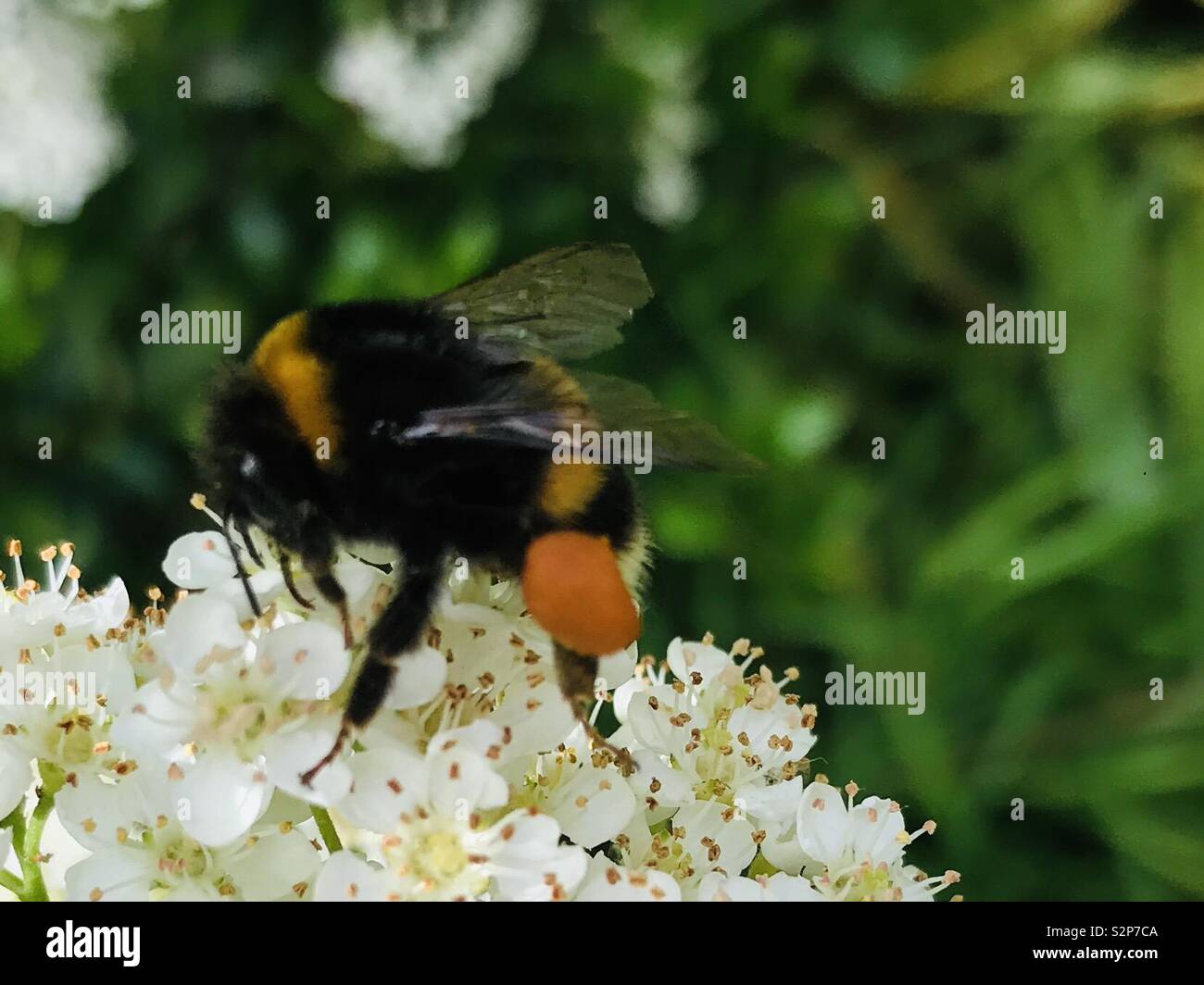 Bumblebee per raccogliere il polline da pyracantha fiori Foto Stock