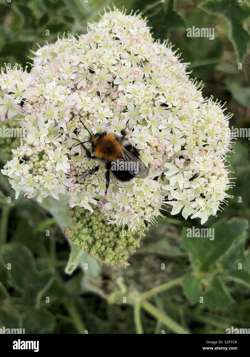 Tree bumblebee sulla pianta hogweed Foto Stock