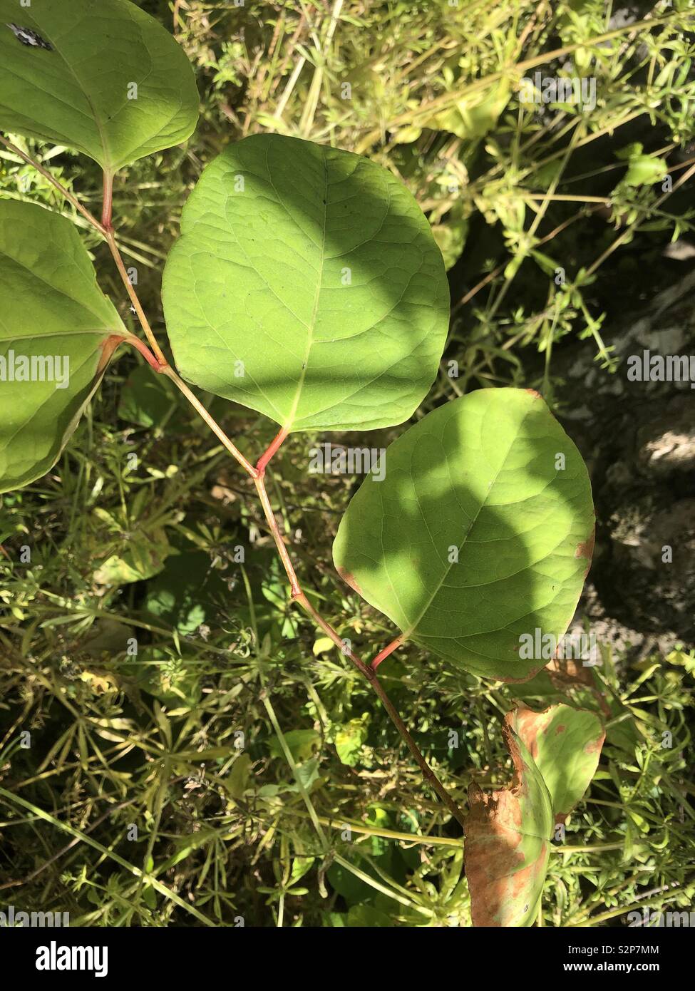 Knotweed giapponese di foglie e di steli di specie invasive Foto Stock