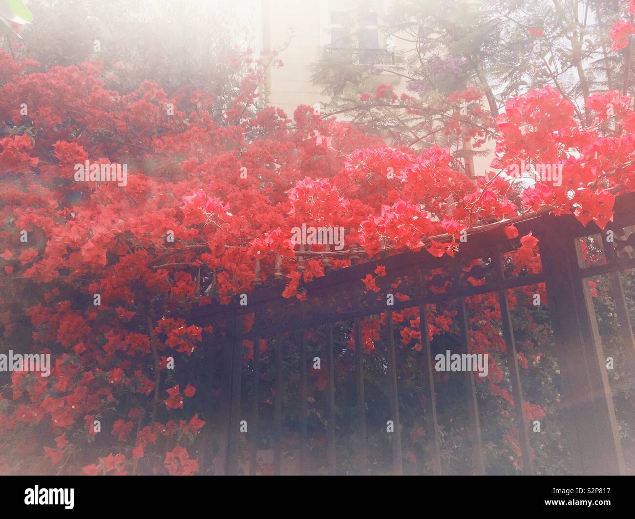Fiori di colore rosso sulla porta - Immagine stock catturata con smartphone