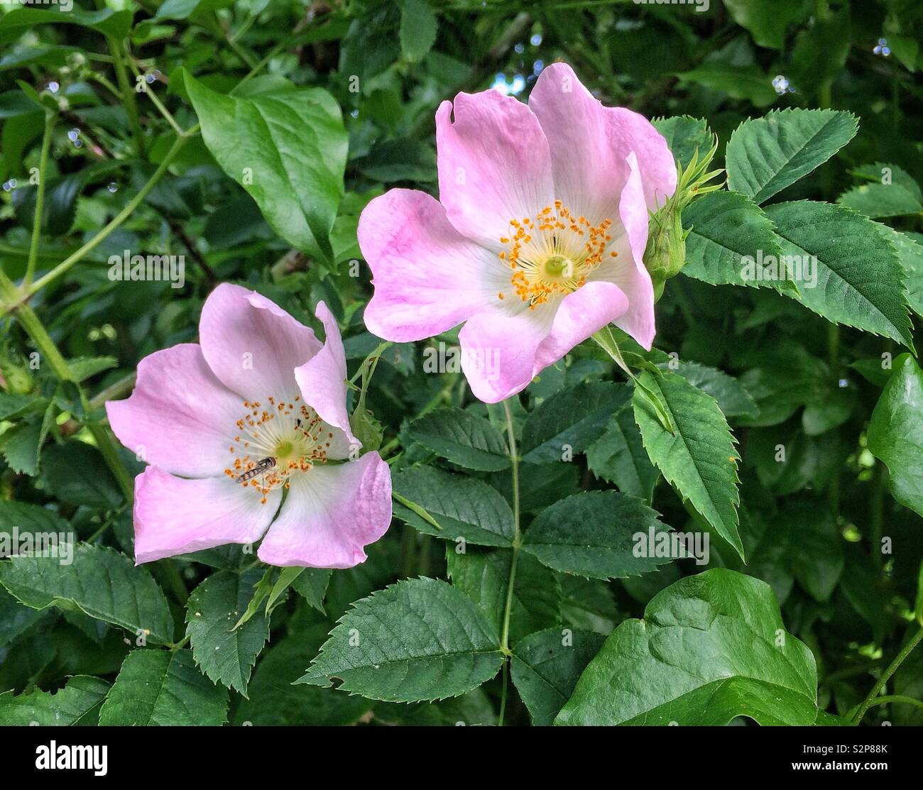 La rosa canina fiori che sbocciano in un inglese di siepe Foto Stock