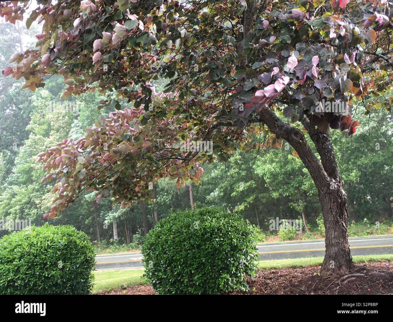 Wind-soffiato rosso-leafed eastern redbud tree, cercis canadensis Foto Stock