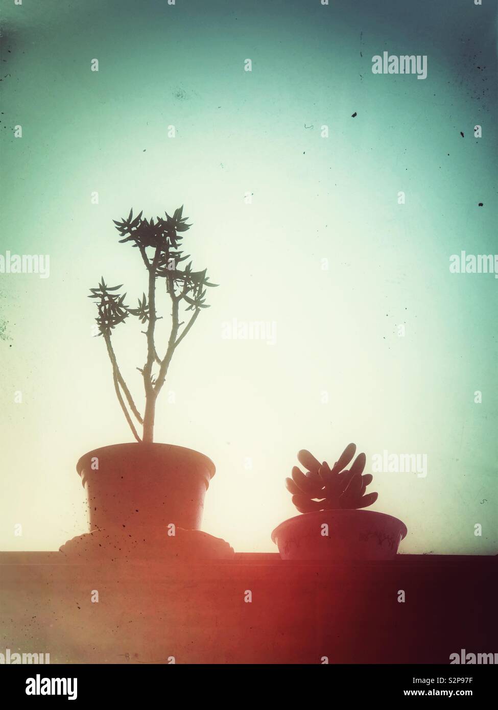 Due le piante succulente in una finestra Foto Stock