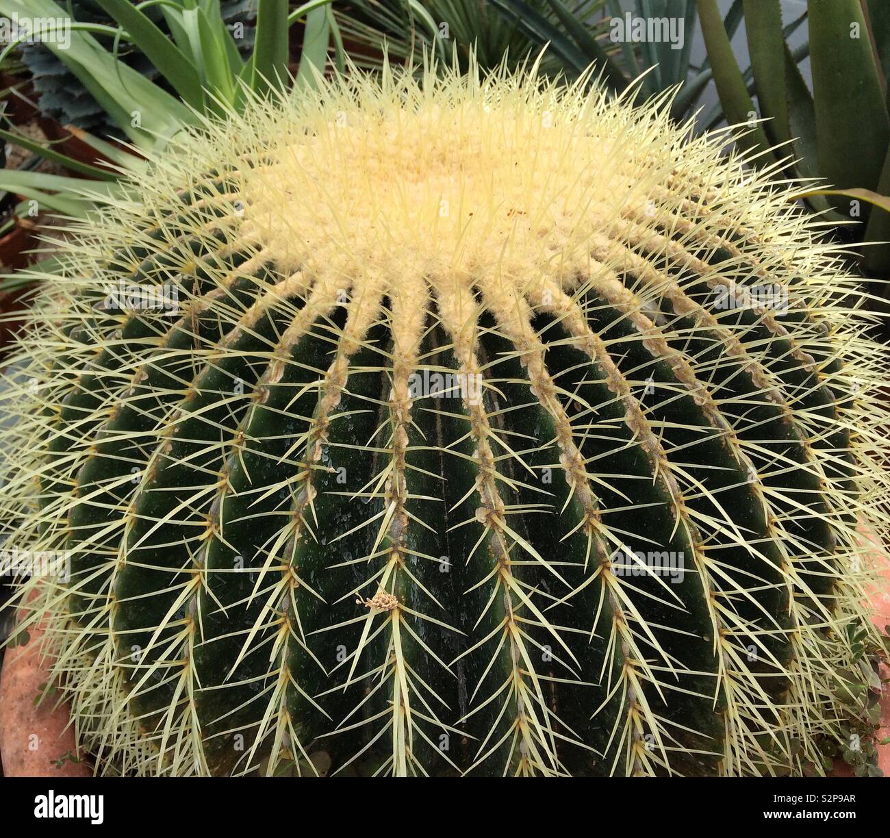 Cactus in serra Foto Stock