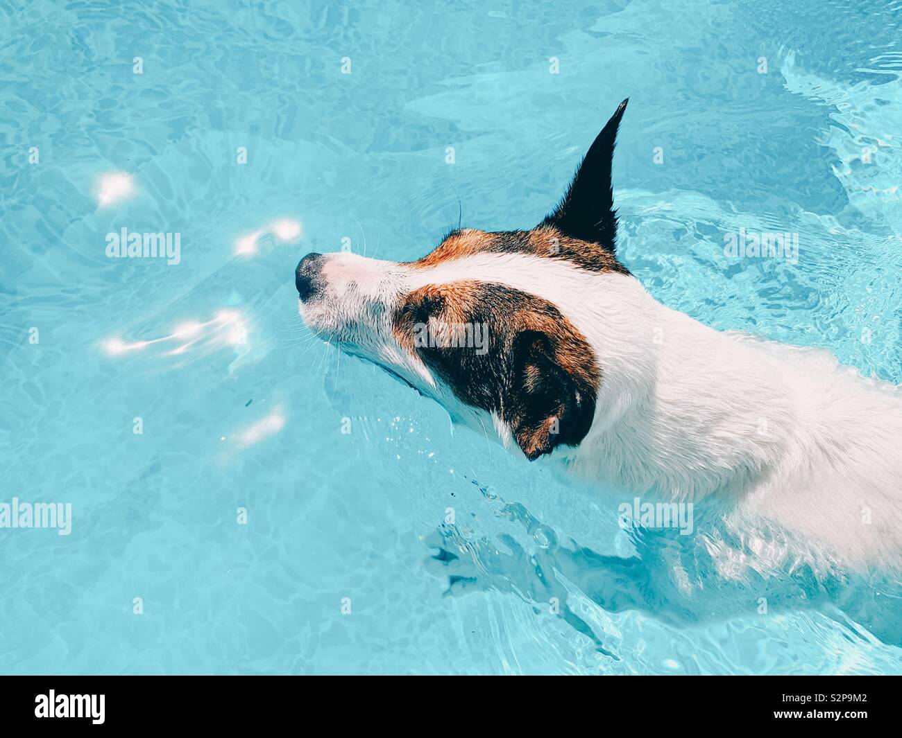 Nuoto cane in una luminosa giornata di sole. - Immagine stock catturata con smartphone