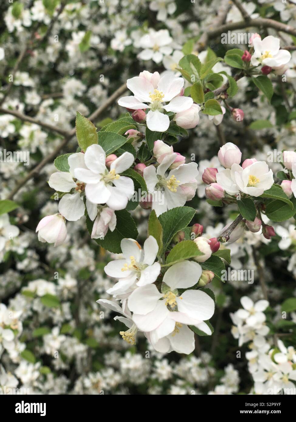 Fiorisce in primavera - Immagine stock catturata con smartphone