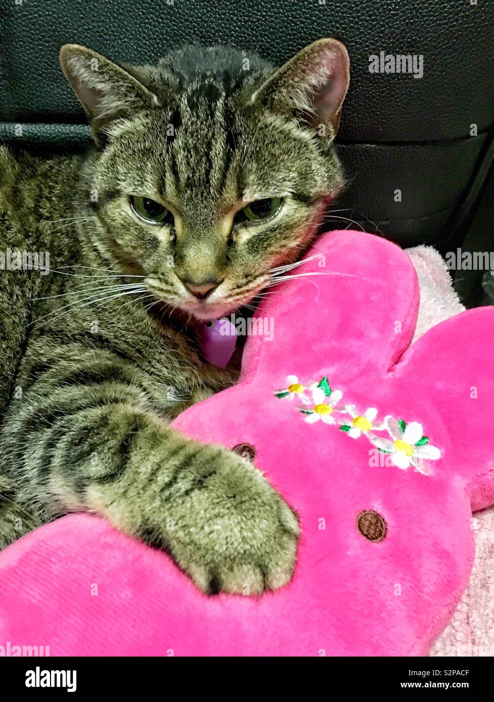 Brown tabby cat con Viola tag ID azienda cuore rosa pigoli bunny giocattolo imbottito con zampa anteriore in sedia in pelle - Immagine stock catturata con smartphone