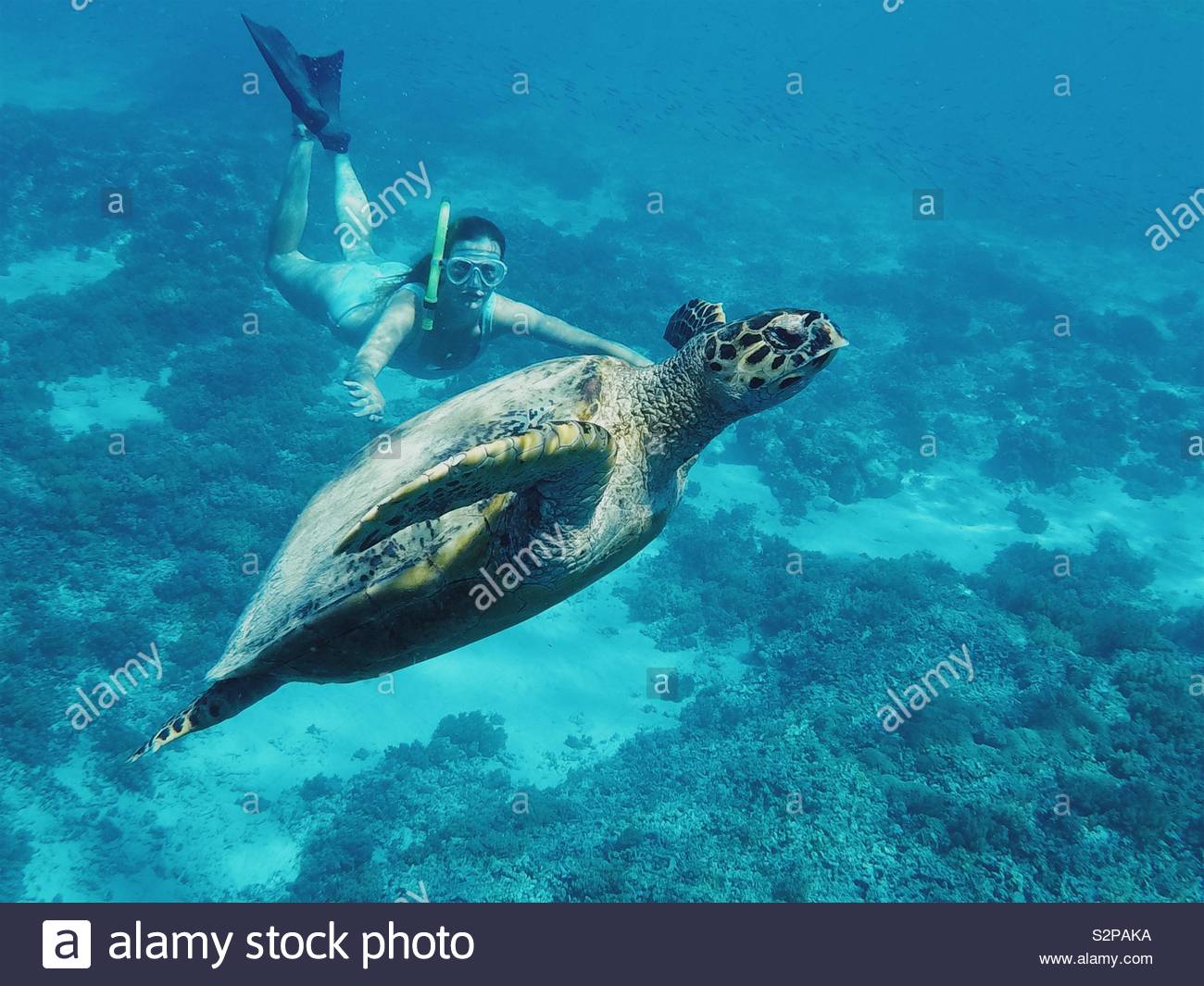 Snorkeling con le tartarughe Foto Stock