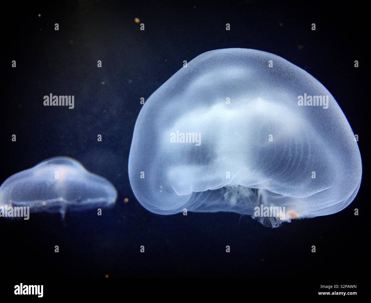 Luna medusa che mostra bellissimi a forma di cupola in un acquario Foto Stock