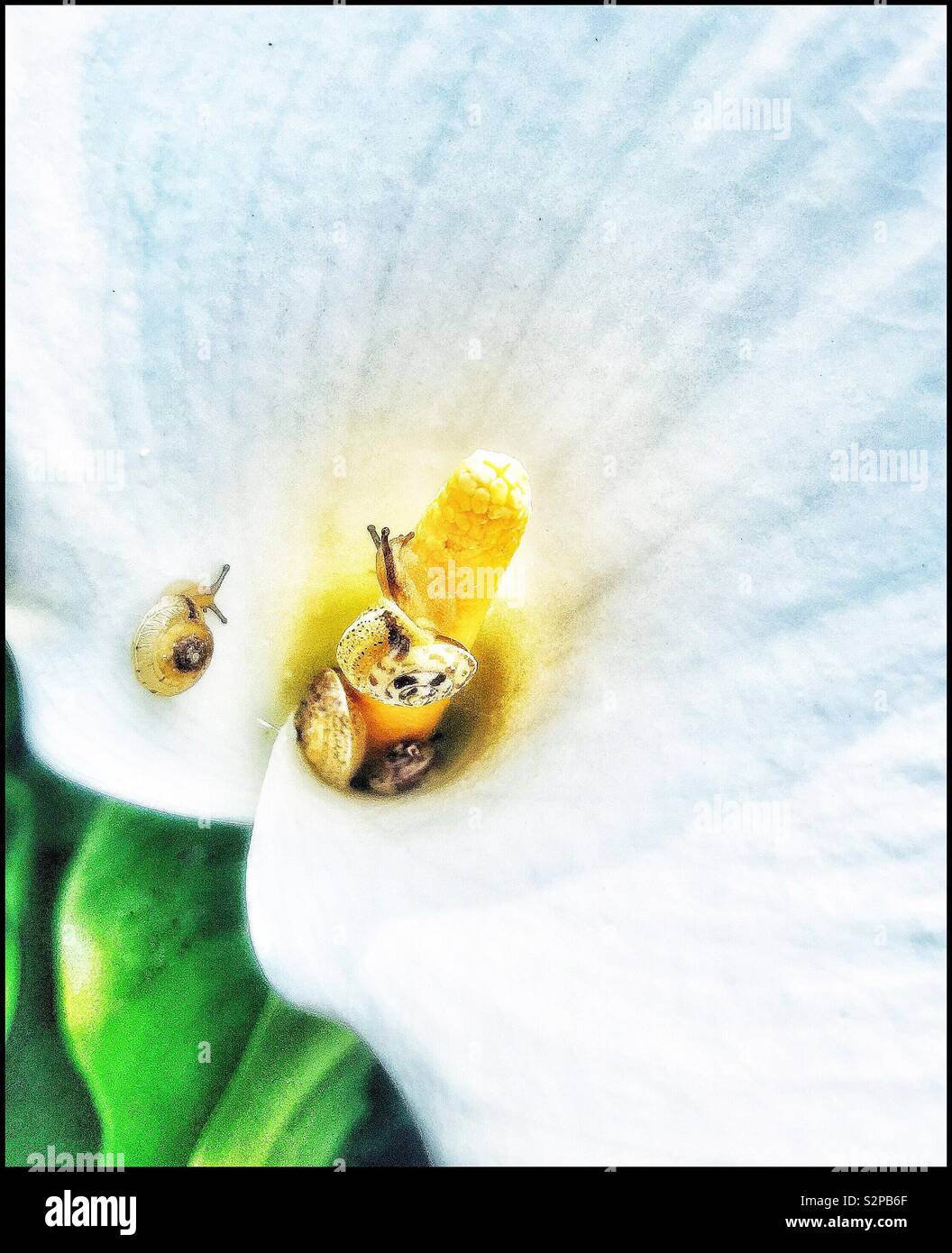 Lumache su un arum lily. Foto Stock