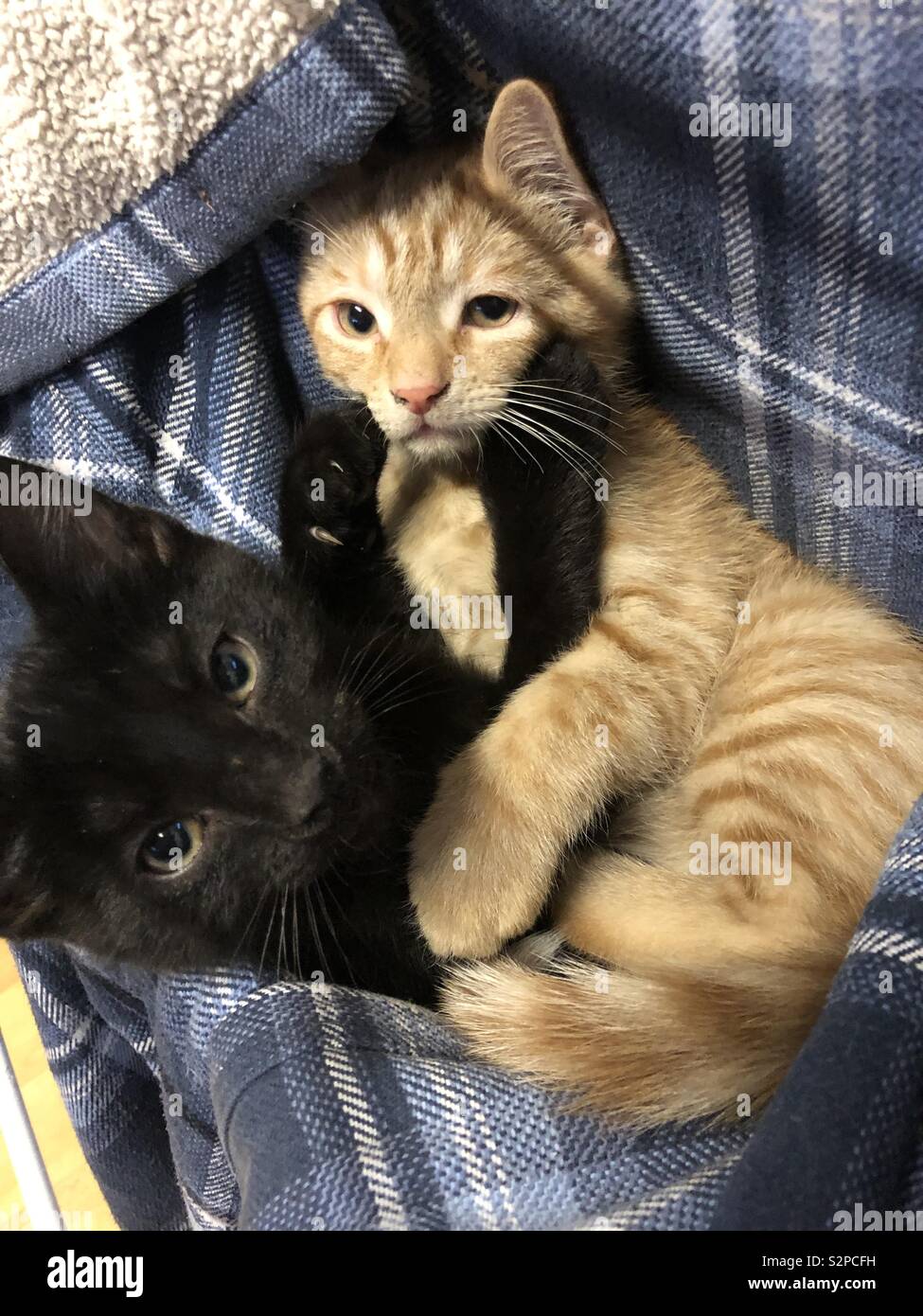 Uno nero e uno tabby kitten rannicchiò insieme in una camicia. Foto Stock
