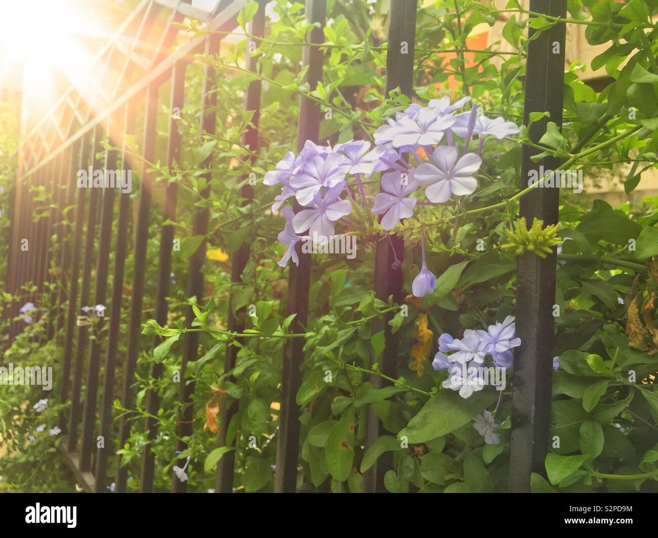 Viola fiori perenni in giardino Foto Stock