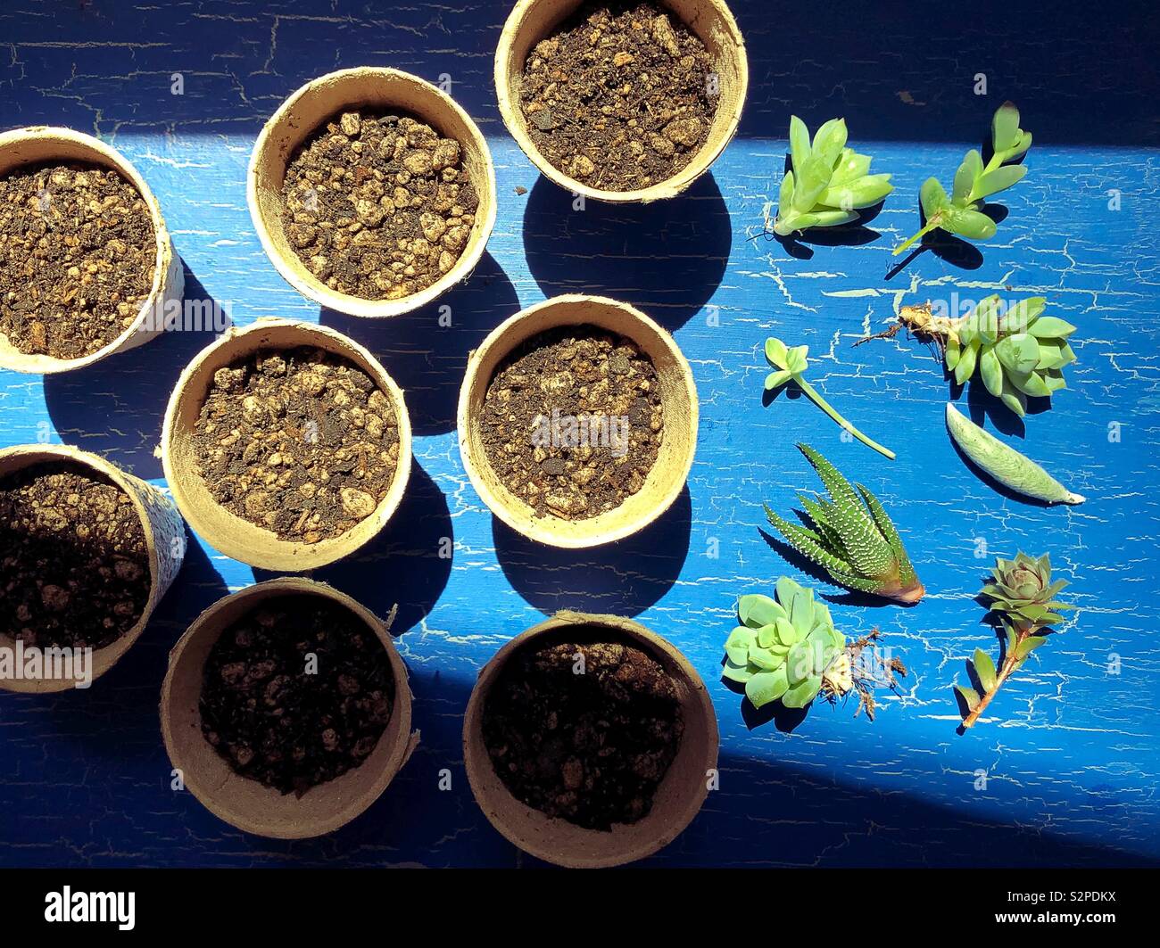 Ritagli di succulenti pronto per materiali di moltiplicazione. Foto Stock