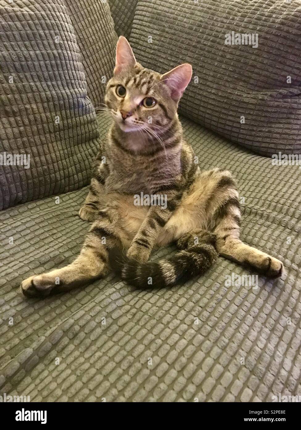 Casual Cat Foto Stock
