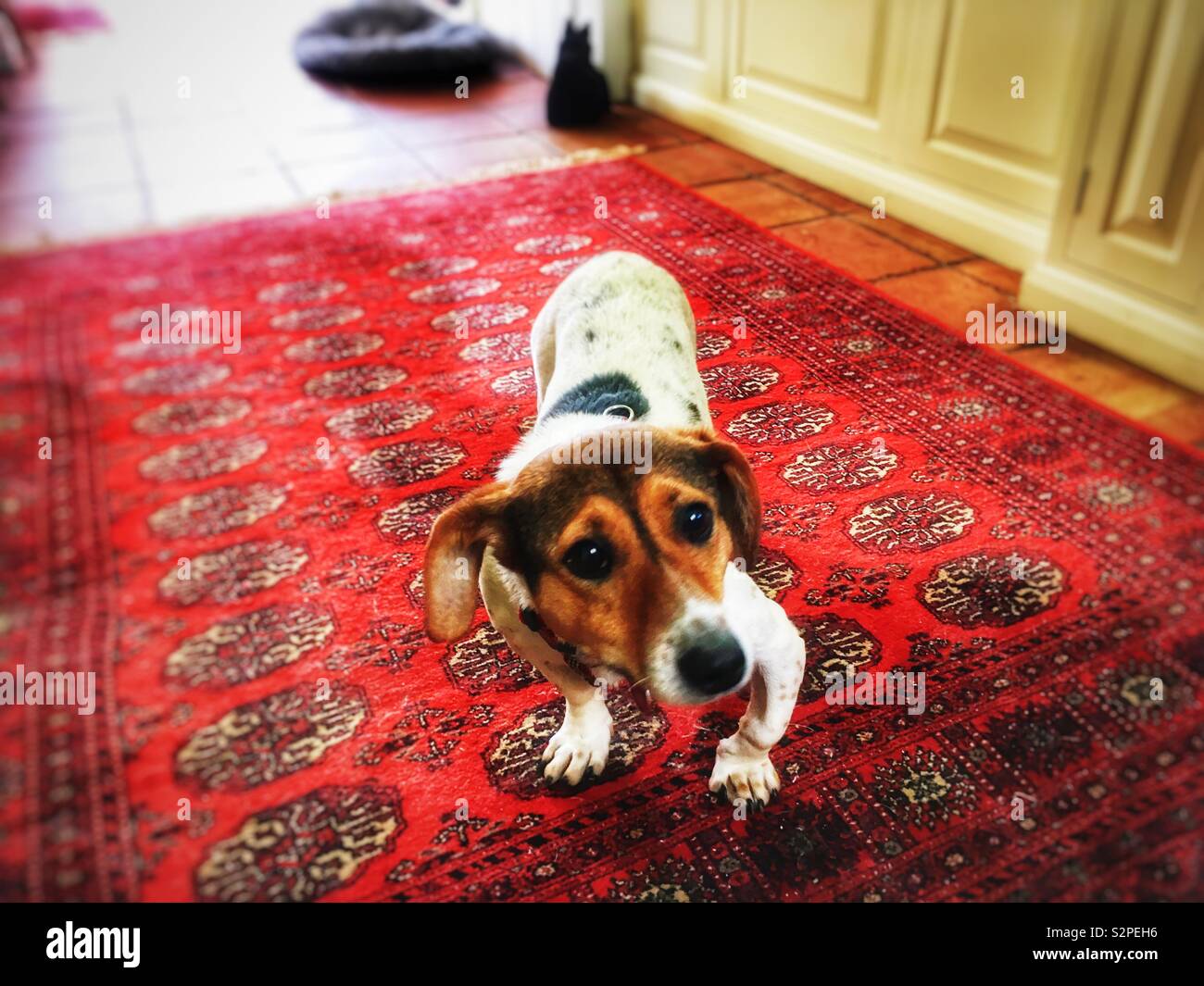 Cane di salvataggio dalla Romania si prostrò con la gamba anteriore - Immagine stock catturata con smartphone