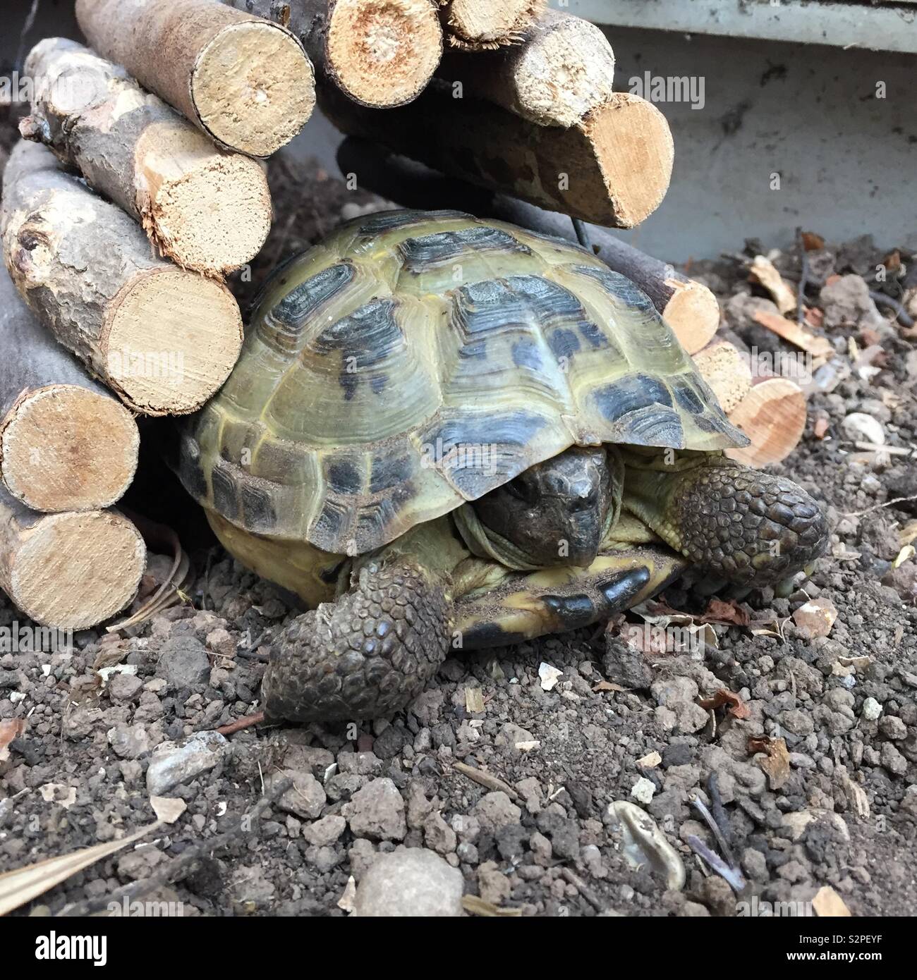 Pet, animali domestici, tartaruga, rettile Foto Stock