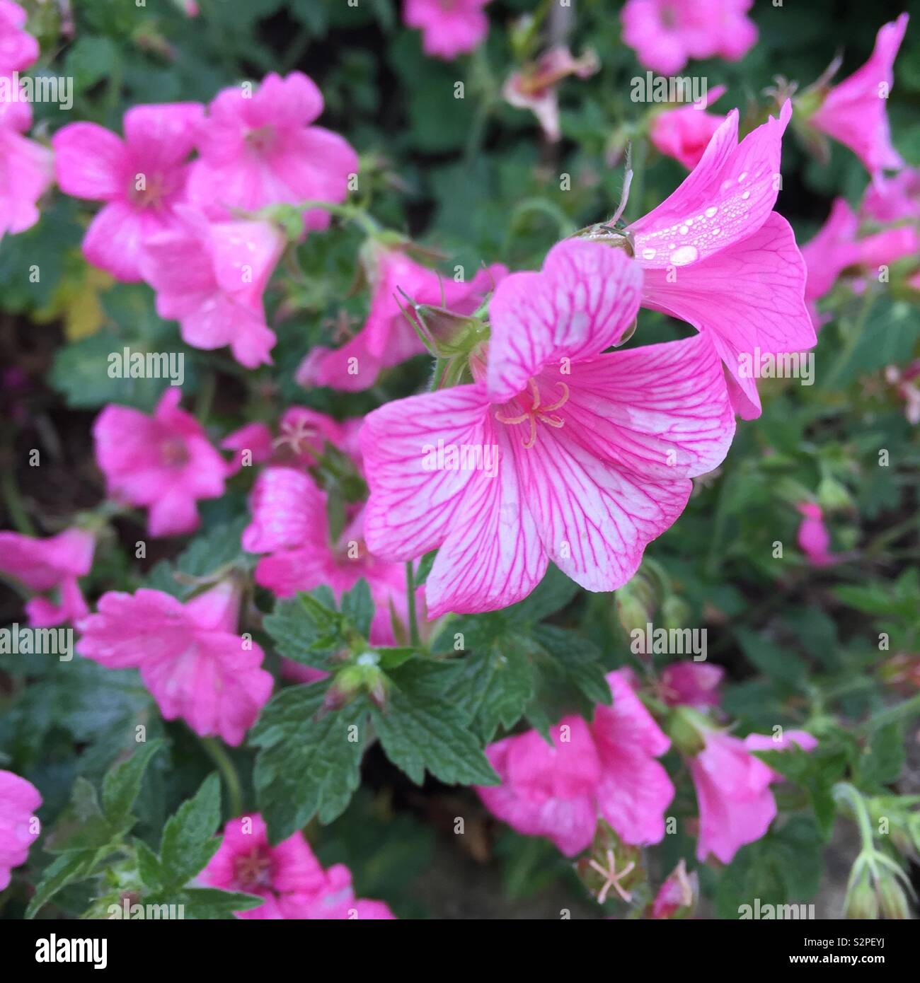 Giardino, giardinaggio, fiori, piante, piante Foto Stock