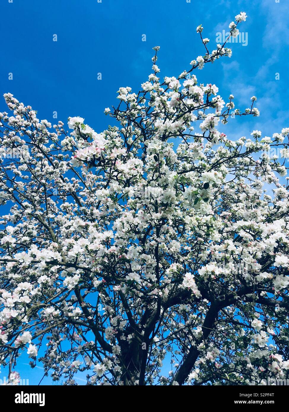 Fiori - Immagine stock catturata con smartphone