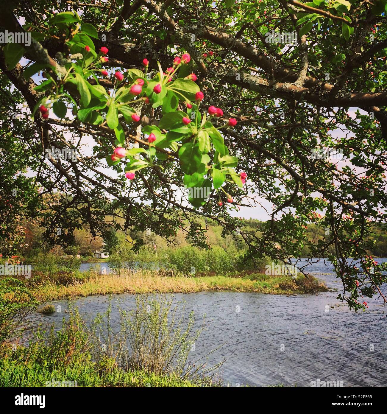 Germogliando fiori su un albero più acqua in primavera - Immagine stock catturata con smartphone