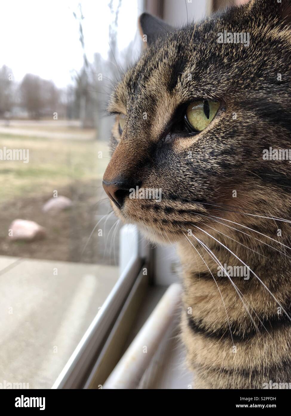 Un gatto di guardare attraverso una finestra. Foto Stock