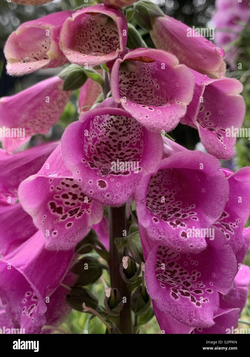 Digitalis purpurea o Foxglove fioritura nel mio giardino ai primi di giugno. - Immagine stock catturata con smartphone