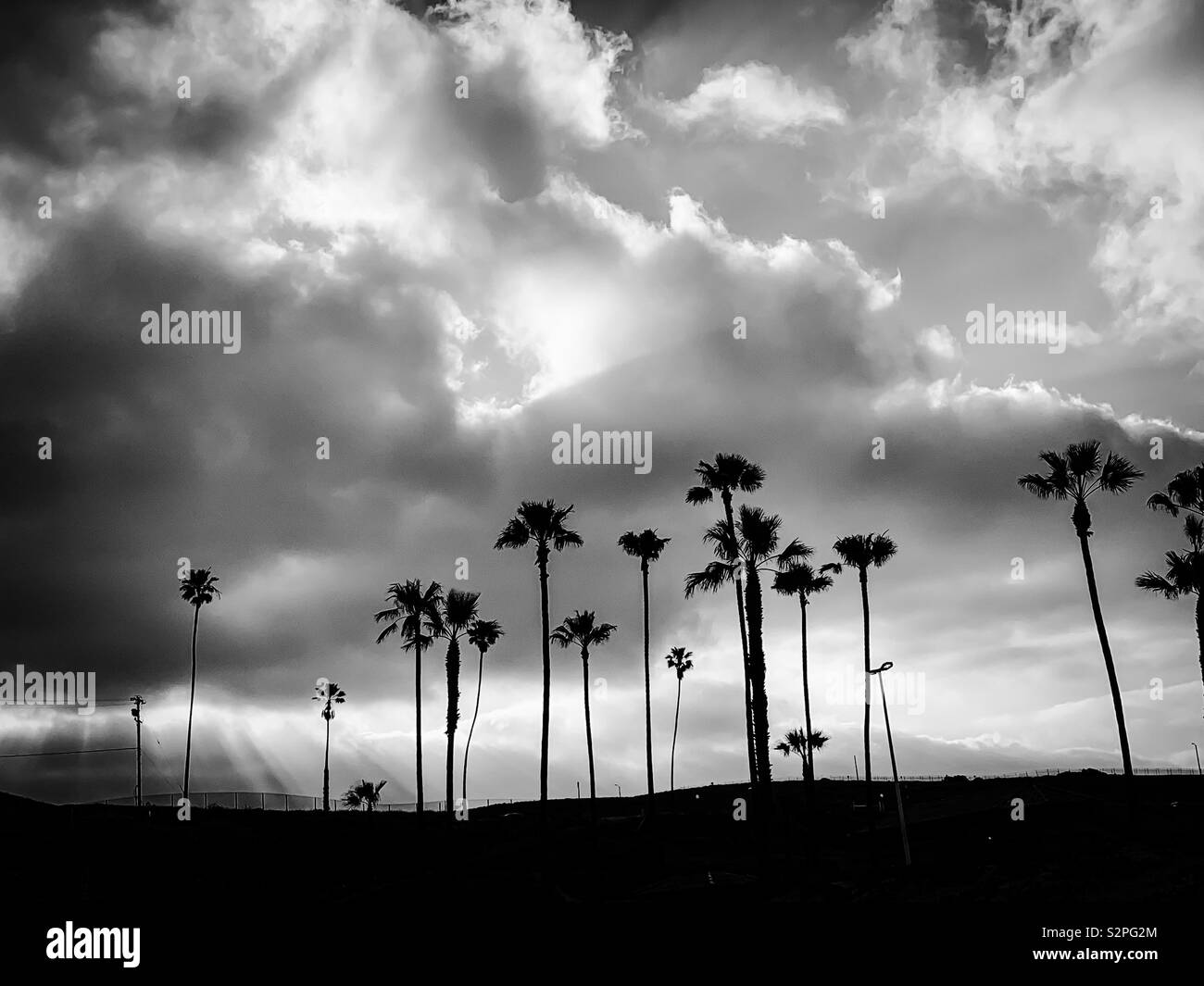 Le palme in bianco e nero in California Foto Stock