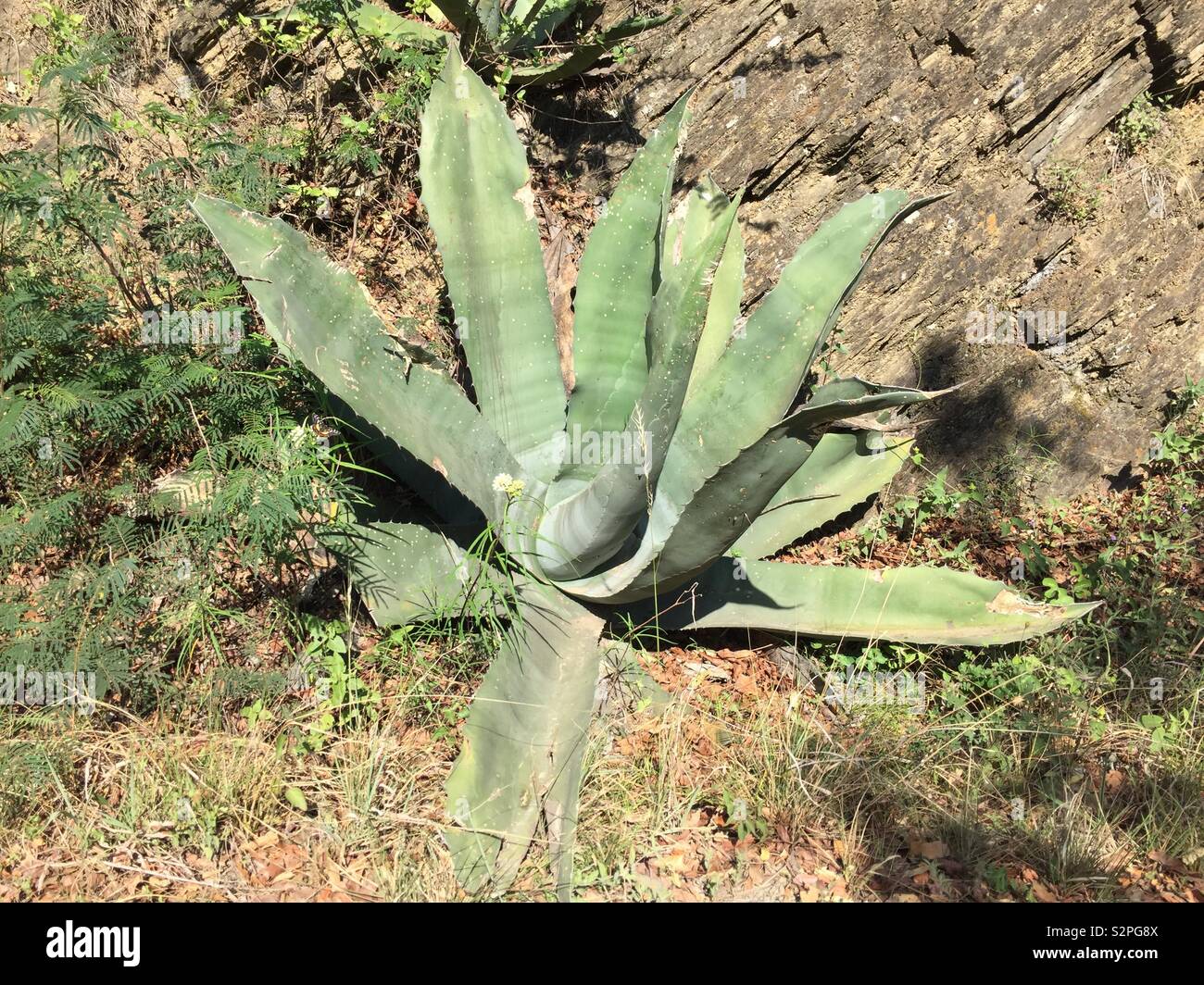 Maguey Foto Stock