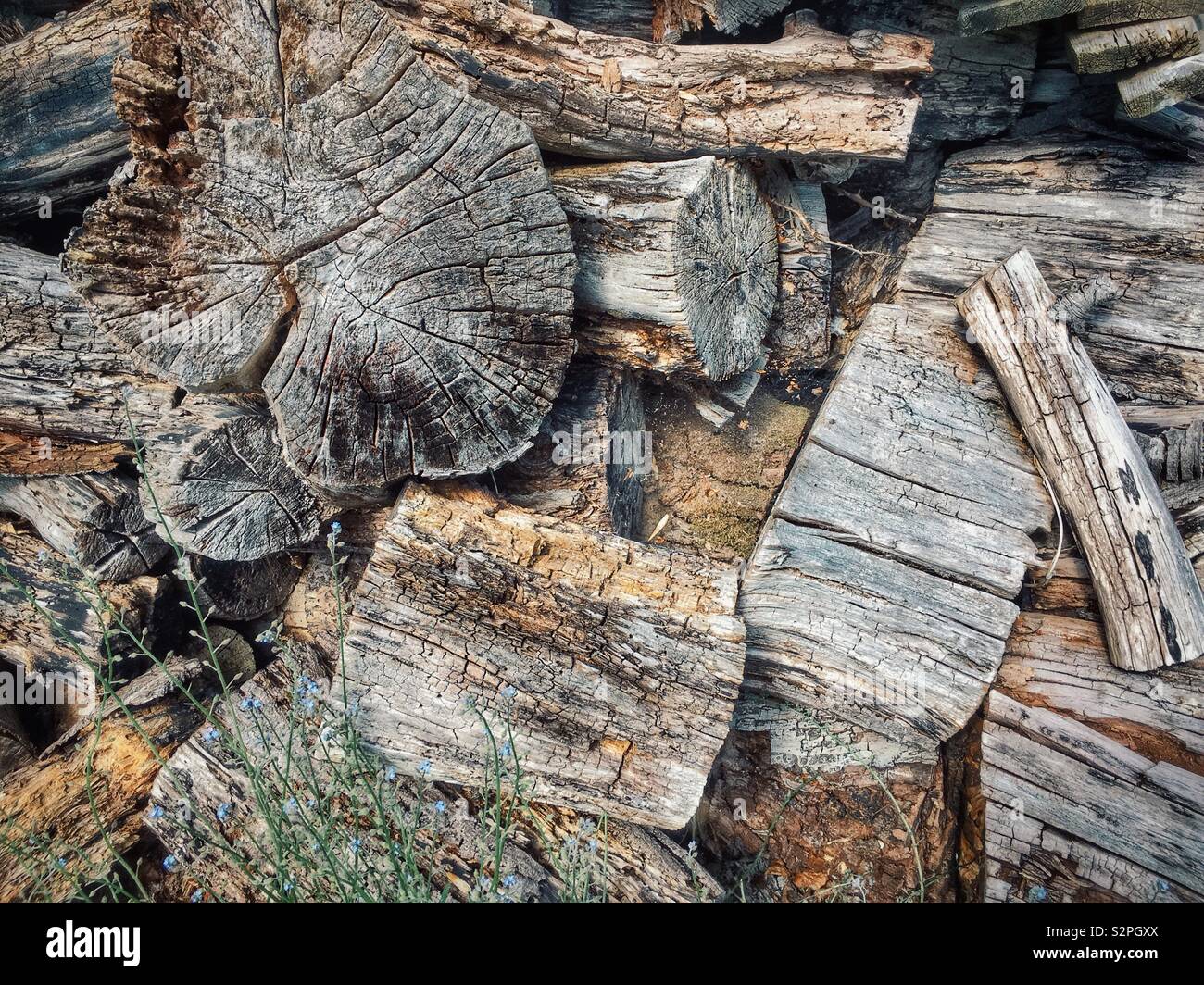 Pila di vecchi log in legno e tagli fuori in un giardino inglese. Foto Stock