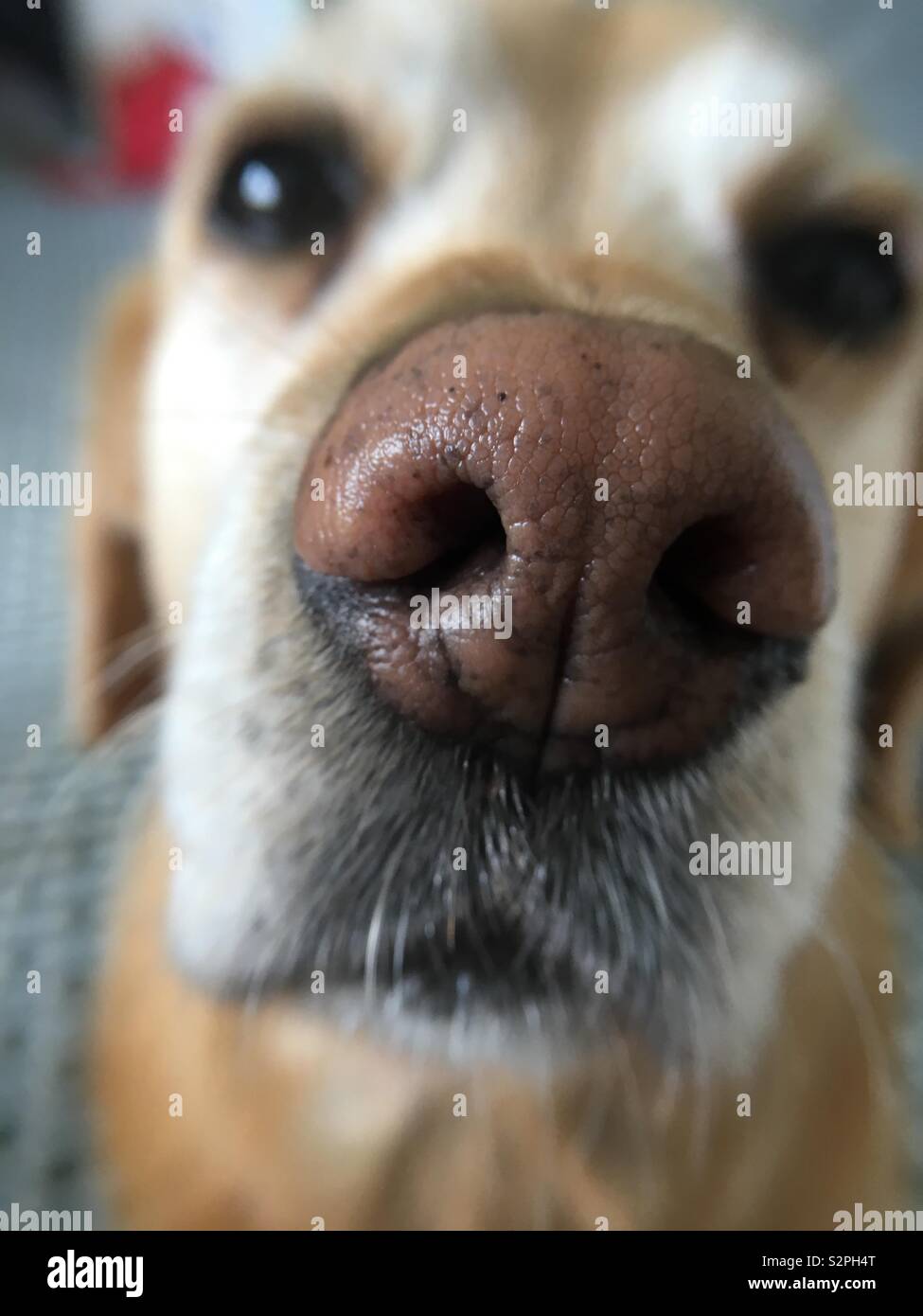 Il Labrador naso close up Foto Stock