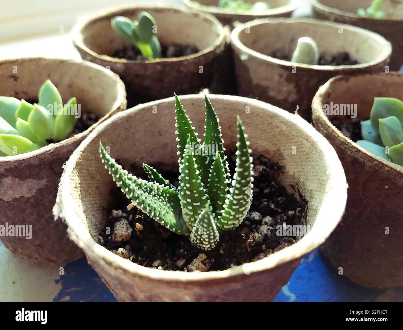 Piccole piante succulente in vasi. Foto Stock