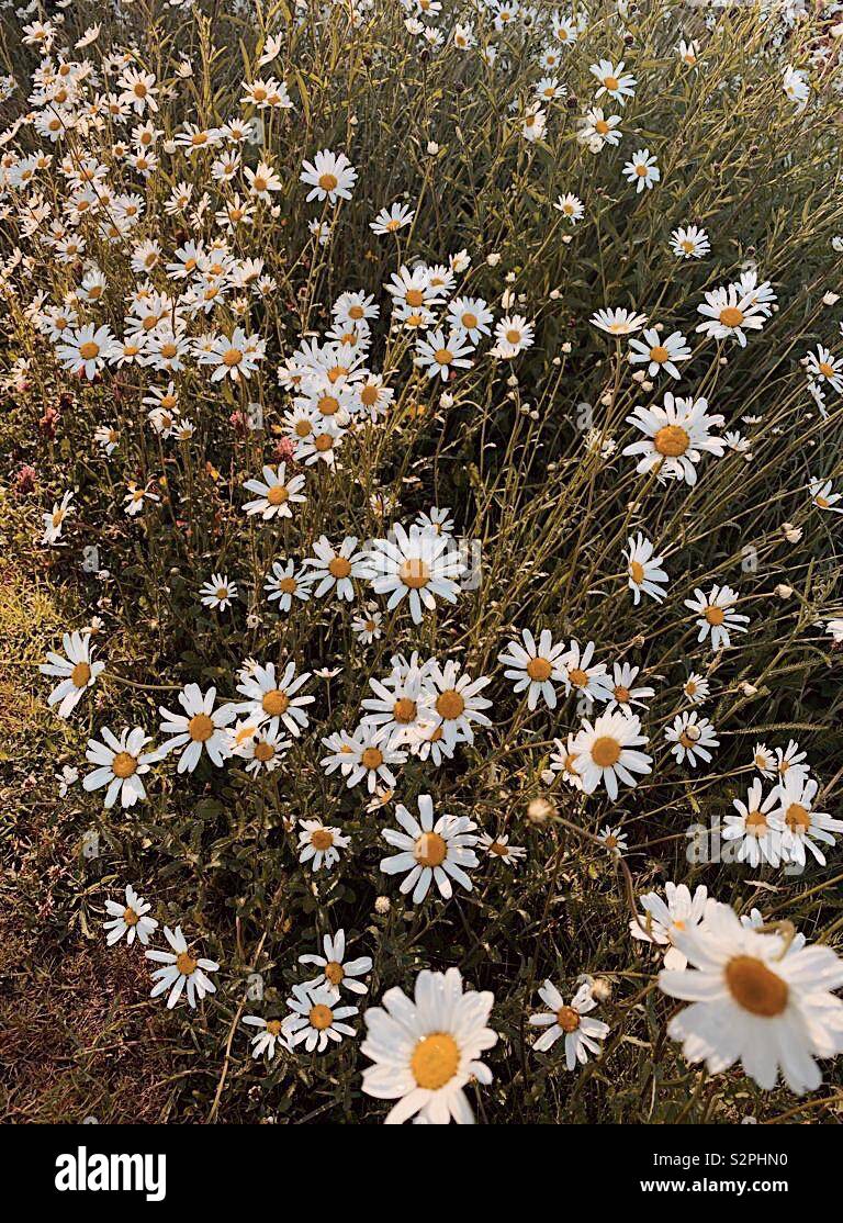 Fioritura di fiori selvaggi Foto Stock