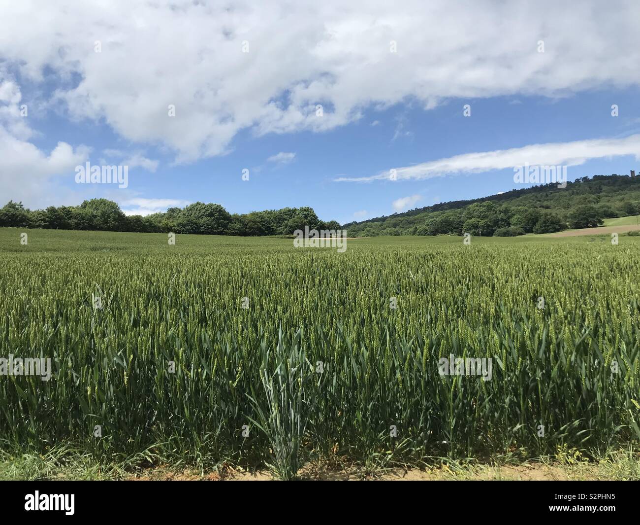 Campo di grano Foto Stock