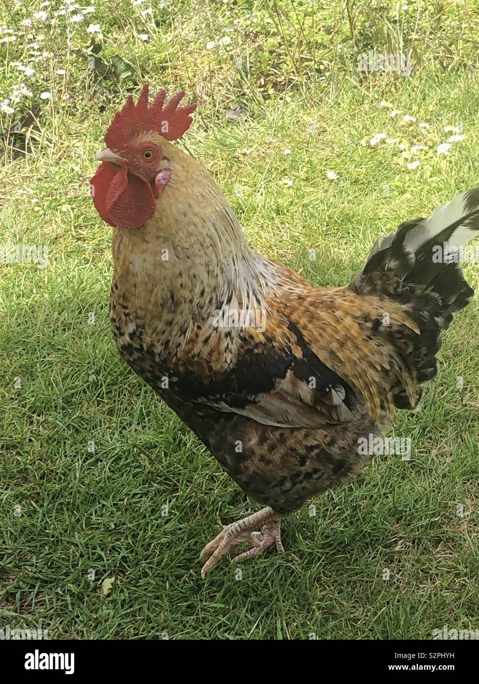 Pollo free roaming Foto Stock