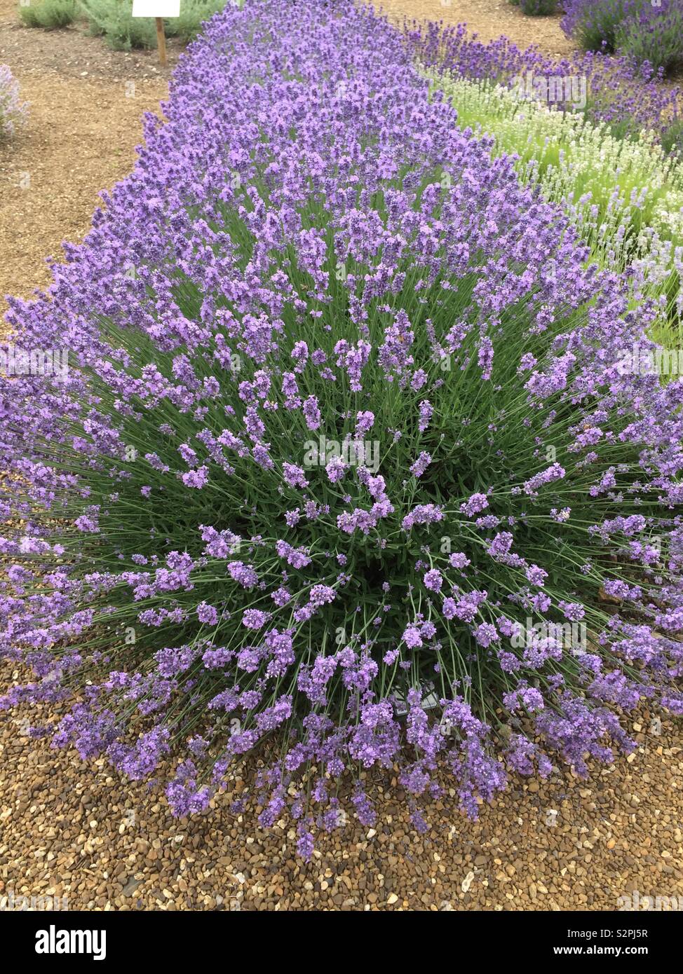 La lavanda in fiore Foto Stock