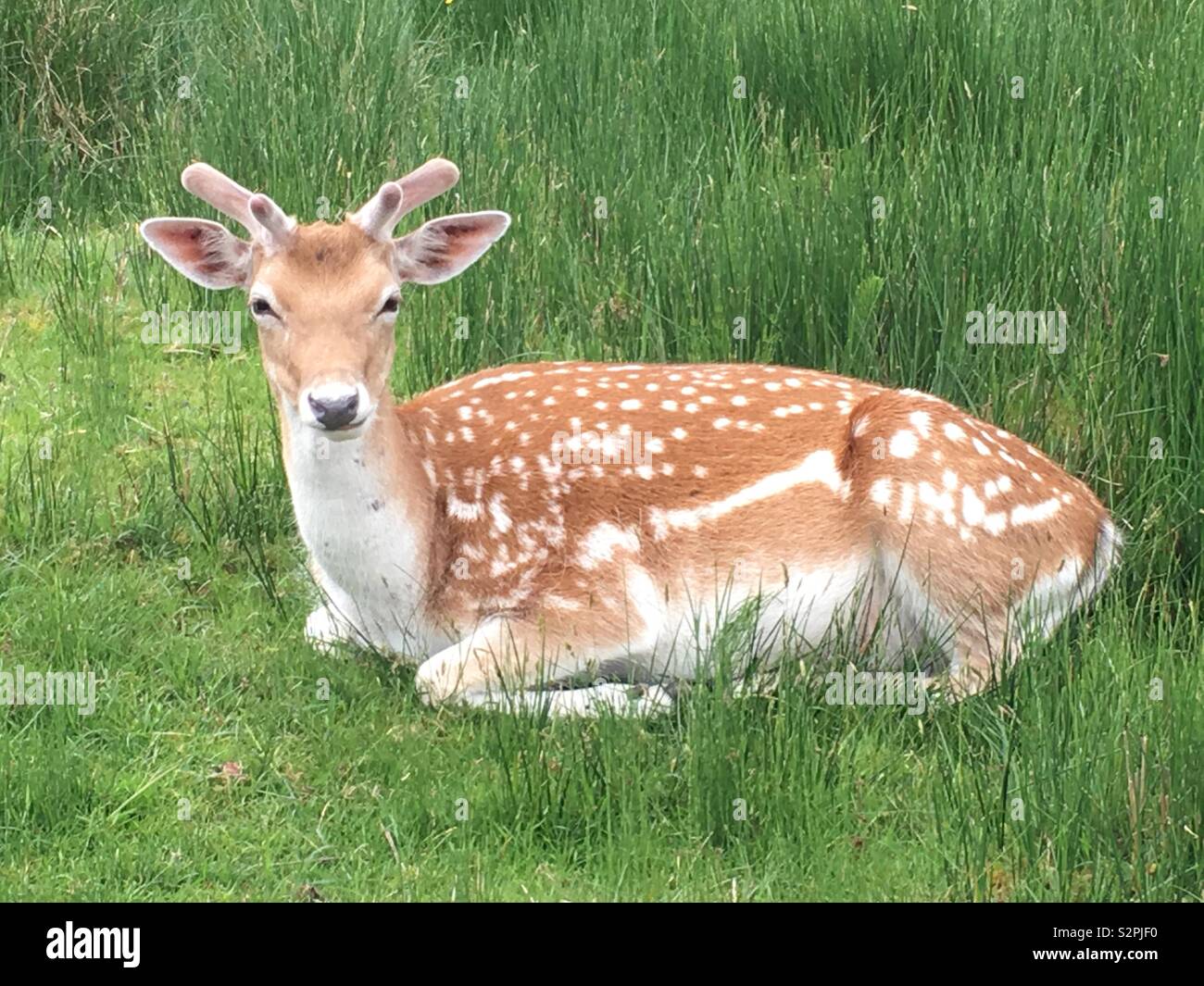 Un cervo sdraiati sull'erba Foto Stock