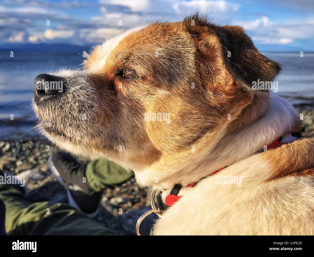 Jack Russell Terrier dog Foto Stock