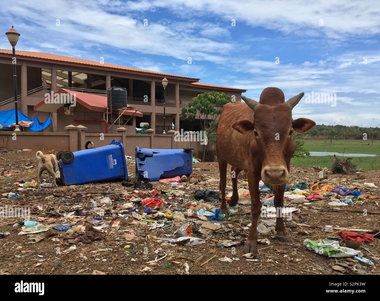 Una mucca in piedi in una discarica di rifiuti in India del sud Foto Stock