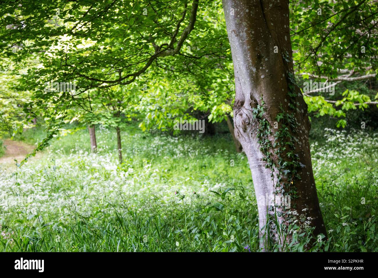 Scena di Woodland - Immagine stock catturata con smartphone