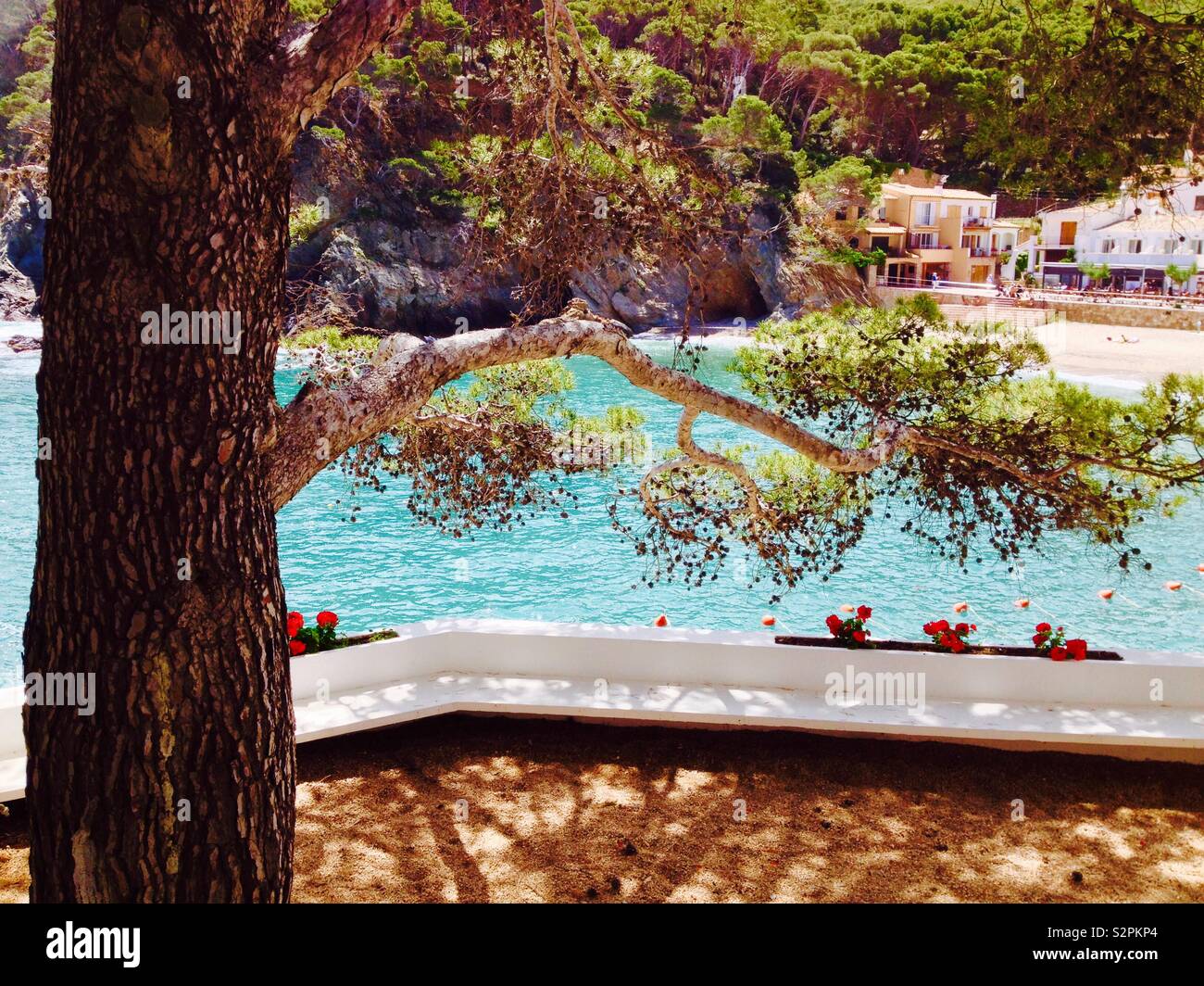 Pino di Aleppo (Pinus halepensis) in un giardino. Cala sa di tonno. La Catalogna. Spagna Foto Stock